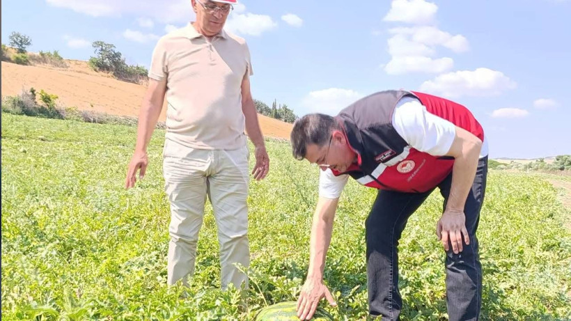 Üreticiyi havalara uçuracak hasat başladı: Türkiye’nin dört bir yanına gidecek - Resim: 1
