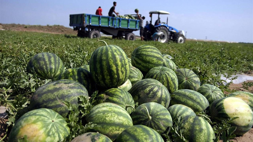 Üreticiyi havalara uçuracak hasat başladı: Türkiye’nin dört bir yanına gidecek - Resim: 7