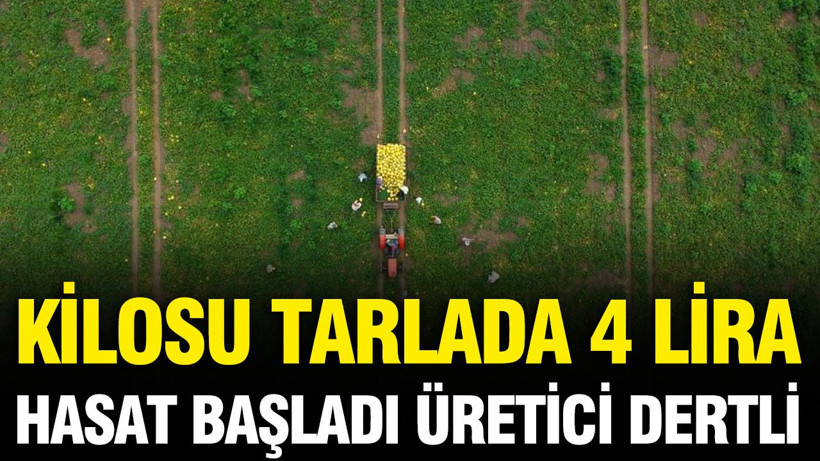 Tarlada hasat başladı: Kilosu 4 liradan satılıyor, üretici kara kara düşünüyor - Resim: 1