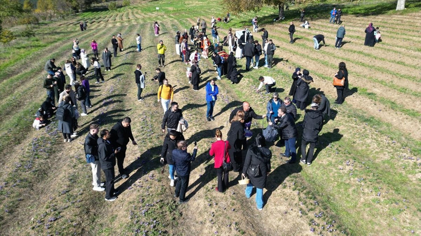 Kilosu 800 bin liraya ulaştı: Tarlalarda 24 saat jandarma nöbeti başladı - Resim: 6