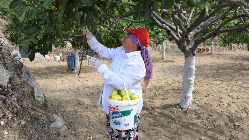 Yüz güldüren hasat başladı, rekolte rekor kırdı: 60 liradan kapış kapış satılıyor - Resim: 2