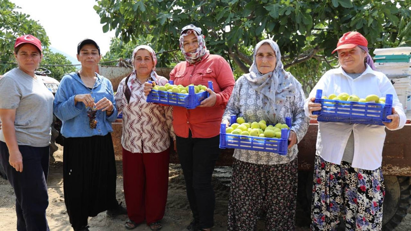 Yüz güldüren hasat başladı, rekolte rekor kırdı: 60 liradan kapış kapış satılıyor - Resim: 1