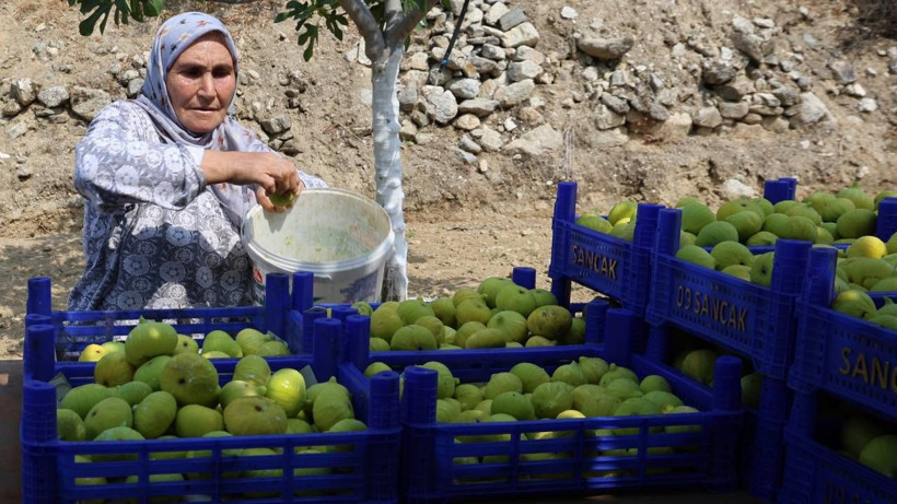Yüz güldüren hasat başladı, rekolte rekor kırdı: 60 liradan kapış kapış satılıyor - Resim: 7