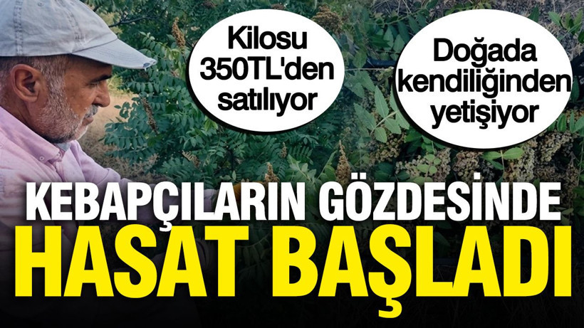 Kebapçıların gözdesinde hasat başladı: Kilosu 350 TL'den satılıyor, doğada yetişiyor - Resim: 1