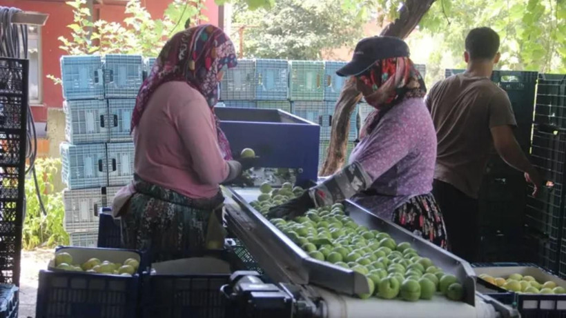 Kilosu 60 liradan satılıyor: Üreticinin yüzünü güldüren hasat başladı - Resim: 6