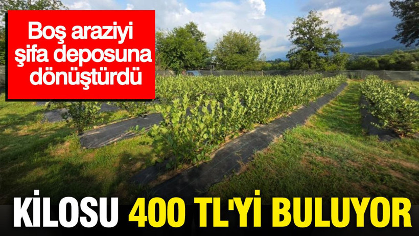 Tarlada şifa deposu hasadı başladı: Kilosu 400 TL'den satılıyor - Resim: 1