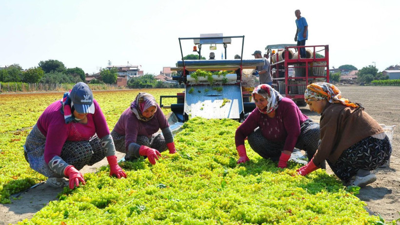 Türkiye'de hasadı başladı: Kilosu 150 TL - Resim: 2