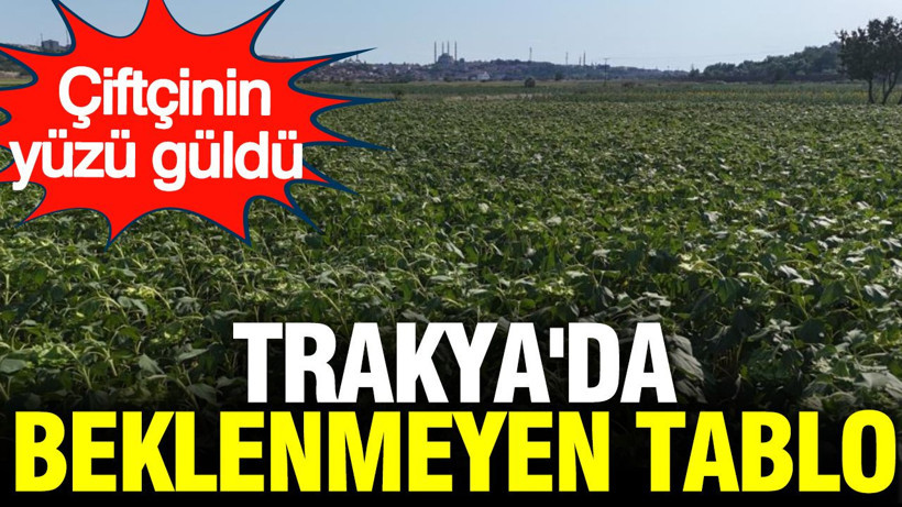 Trakya'da beklenmeyen tablo: Çiftçinin yüzü güldü - Resim: 1