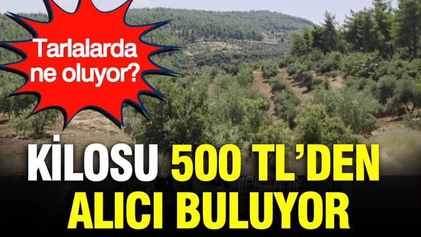 Kilosu 500 TL’den alıcı buluyor: Tarlalarda ne oluyor? - Resim: 1