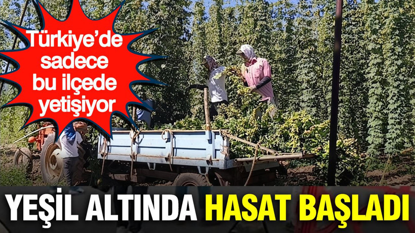 Yeşil altının fiyatı 122 TL: Türkiye’de sadece bu ilçede yetişiyor - Resim: 1