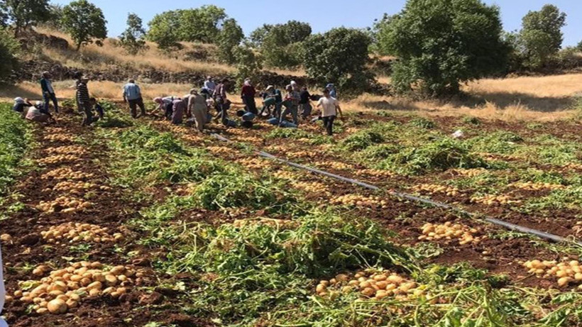 Tarlada 30 liraya peynir ekmek gibi satılıyor: Dev hasat başladı - Resim: 6