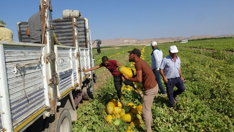 Sarı altın kilosu 15 TL’den alıcı buluyor: Peynir ekmek gibi satıyor - Resim: 3