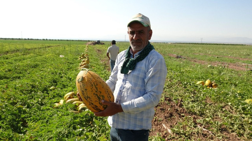 Sarı altın kilosu 15 TL’den alıcı buluyor: Peynir ekmek gibi satıyor - Resim: 1