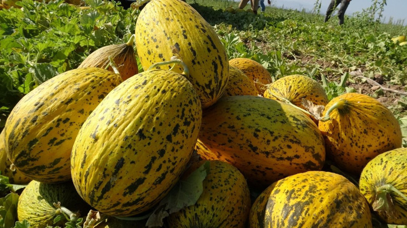 Sarı altın kilosu 15 TL’den alıcı buluyor: Peynir ekmek gibi satıyor - Resim: 9