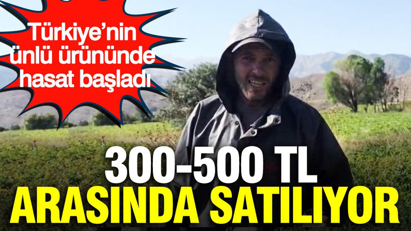 300-500 TL arasında satılıyor: Türkiye’nin ünlü ürününde hasat başladı - Resim: 1