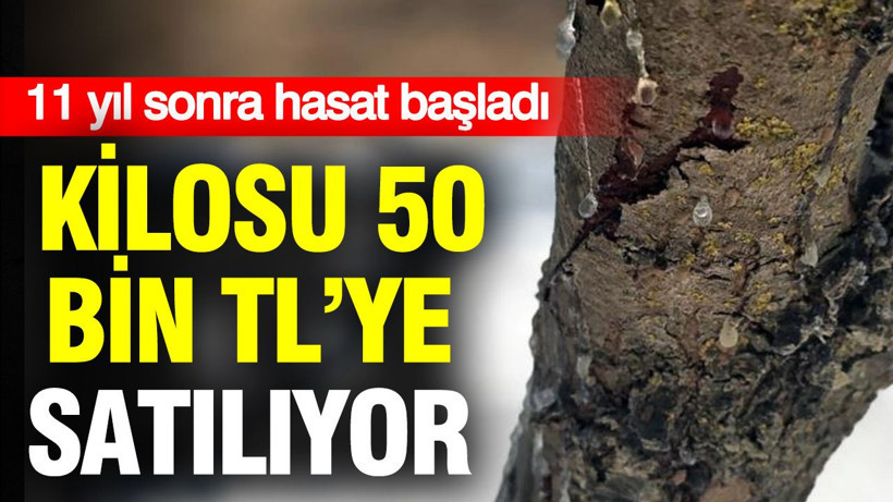 11 yıl sonra hasat başladı: Kilosu 50 bin TL’ye satılıyor - Resim: 1
