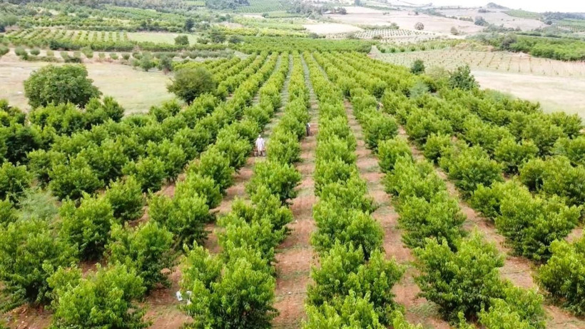 Fiyatı 70 liradan 5 TL’ye düştü: Üretici o ürün için dert yandı - Resim: 2