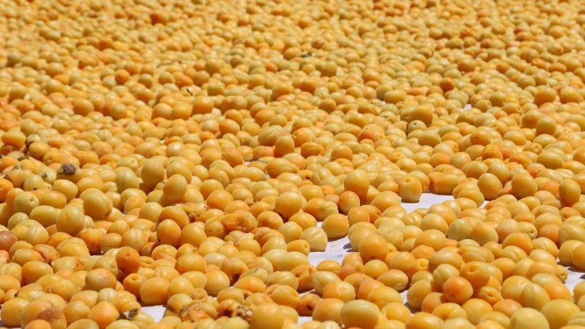 Günde 1350 lira kazandırıyor: Dev hasat başladı - Resim: 7