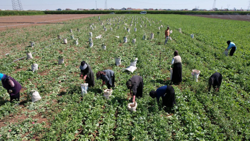 Tarlada hasat başladı: Az su istiyor, kilosu 20 liradan satılıyor - Resim: 7