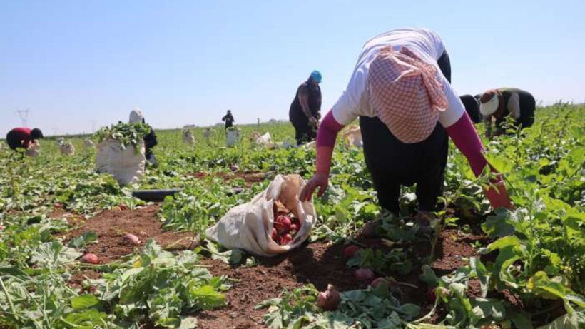 Tarlada hasat başladı: Az su istiyor, kilosu 20 liradan satılıyor - Resim: 6