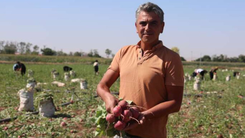 Tarlada hasat başladı: Az su istiyor, kilosu 20 liradan satılıyor - Resim: 5