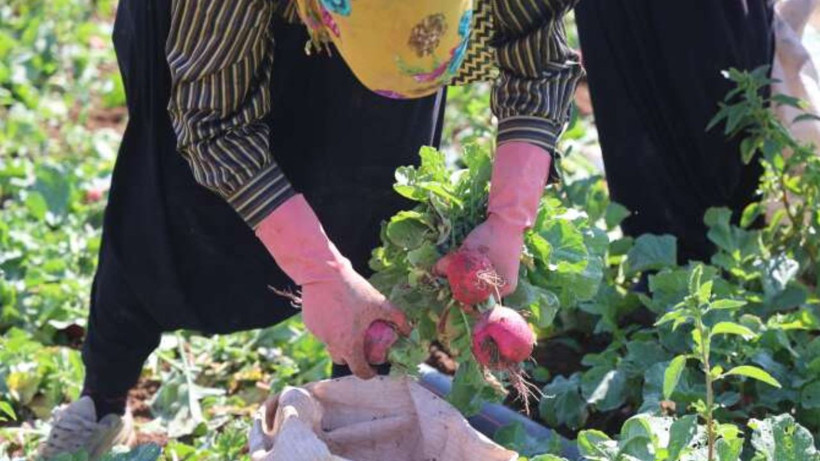 Tarlada hasat başladı: Az su istiyor, kilosu 20 liradan satılıyor - Resim: 3