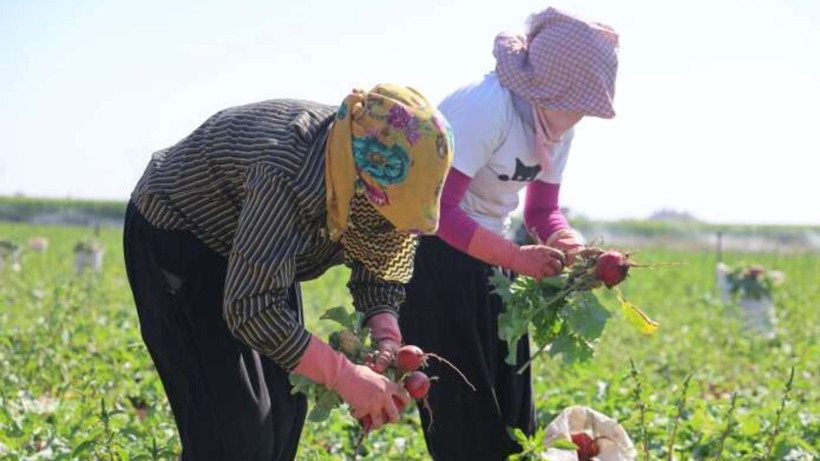 Tarlada hasat başladı: Az su istiyor, kilosu 20 liradan satılıyor - Resim: 1