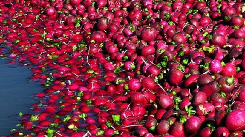 Tarlada hasat başladı: Az su istiyor, kilosu 20 liradan satılıyor - Resim: 10