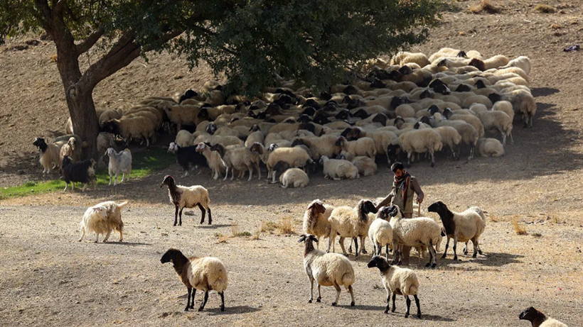 Tarım Kredi'den peş peşe zam: Arpa, mısır ve karma yeme yeni fiyat - Resim: 13
