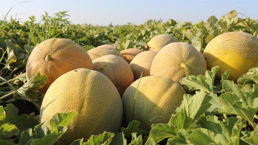 Tarlada kilosu 8 lira markette 20 TL'den satılıyor: Üretici hasat için kolları sıvadı - Resim: 9