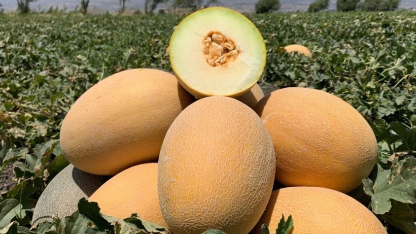 Tarlada kilosu 8 lira markette 20 TL'den satılıyor: Üretici hasat için kolları sıvadı - Resim: 10