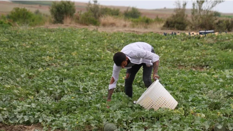 Tarlada kilosu 8 lira markette 20 TL'den satılıyor: Üretici hasat için kolları sıvadı - Resim: 1