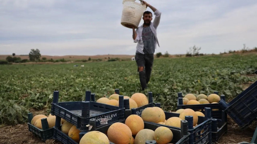 Tarlada kilosu 8 lira markette 20 TL'den satılıyor: Üretici hasat için kolları sıvadı - Resim: 2