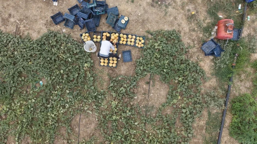 Tarlada kilosu 8 lira markette 20 TL'den satılıyor: Üretici hasat için kolları sıvadı - Resim: 3