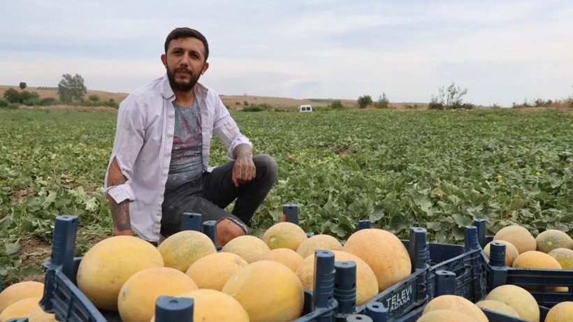 Tarlada kilosu 8 lira markette 20 TL'den satılıyor: Üretici hasat için kolları sıvadı - Resim: 4