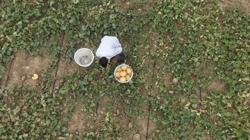 Tarlada kilosu 8 lira markette 20 TL'den satılıyor: Üretici hasat için kolları sıvadı - Resim: 5