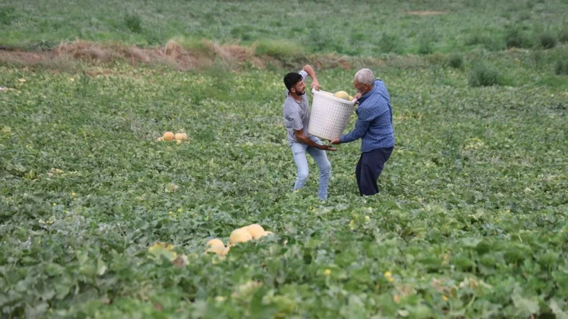 Tarlada kilosu 8 lira markette 20 TL'den satılıyor: Üretici hasat için kolları sıvadı - Resim: 6