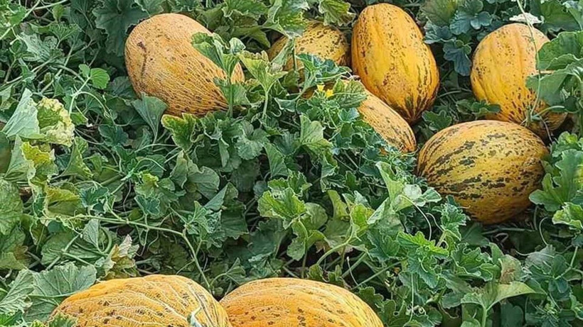Tarlada kilosu 8 lira markette 20 TL'den satılıyor: Üretici hasat için kolları sıvadı - Resim: 8
