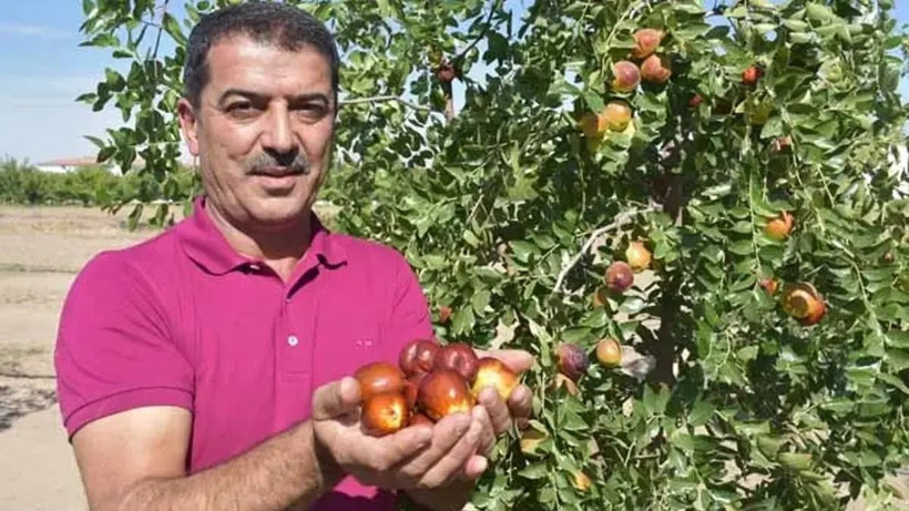 Kırmızı altın kilosu 150 TL’den alıcı buluyor: Peynir ekmek gibi satılıyor - Resim: 2
