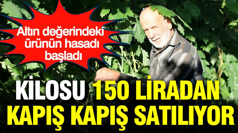 Altın değerindeki ürünün hasadı başladı: Kilosu 150 liradan kapış kapış satılıyor - Resim: 1