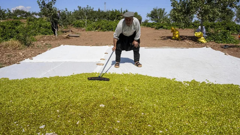 Türkiye’nin gözde ürününde tehlike çanları: Yurt dışı istiyor, üretici dertli - Resim: 6
