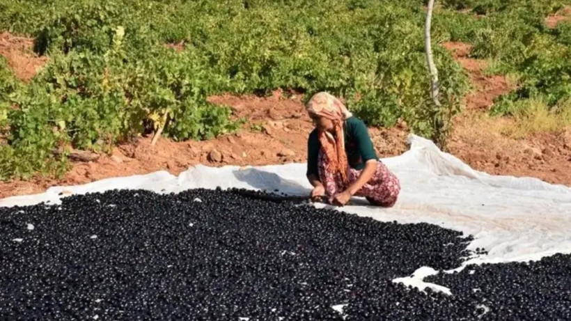 Türkiye’nin gözde ürününde tehlike çanları: Yurt dışı istiyor, üretici dertli - Resim: 1