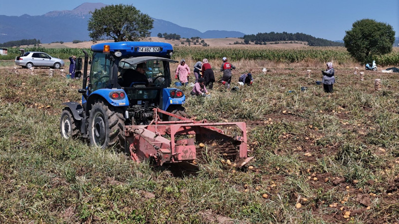 Tarlada kilosu 24 lira tezgahta 45 TL'den satılıyor: Üretici hasada başladı - Resim: 2