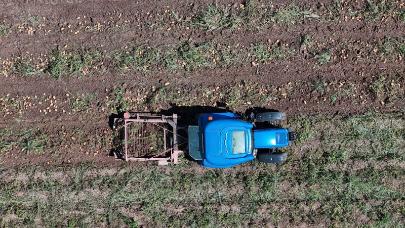 Tarlada kilosu 24 lira tezgahta 45 TL'den satılıyor: Üretici hasada başladı - Resim: 3