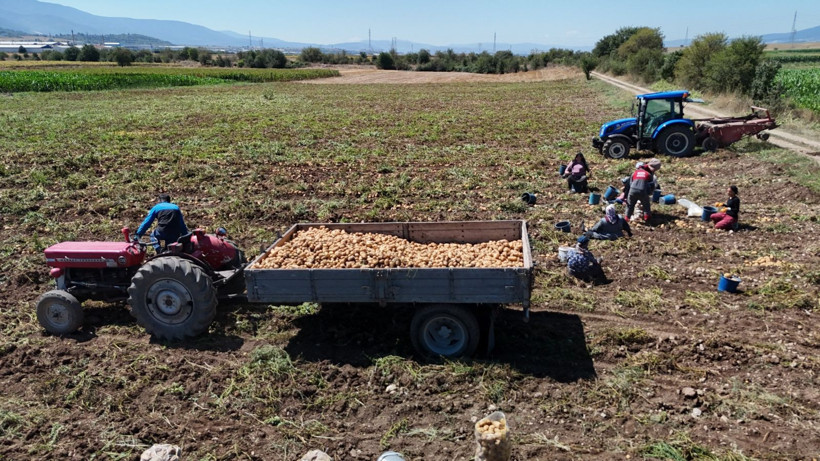 Tarlada kilosu 24 lira tezgahta 45 TL'den satılıyor: Üretici hasada başladı - Resim: 4