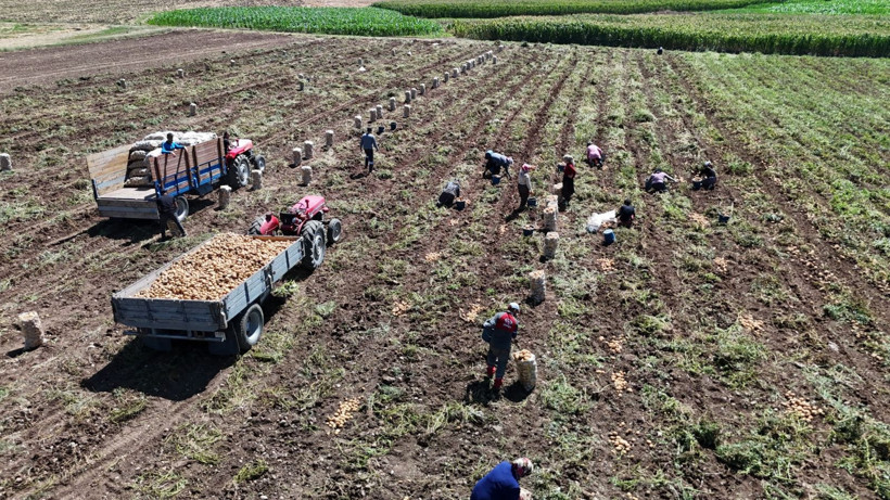 Tarlada kilosu 24 lira tezgahta 45 TL'den satılıyor: Üretici hasada başladı - Resim: 5