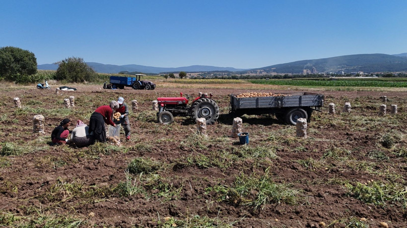 Tarlada kilosu 24 lira tezgahta 45 TL'den satılıyor: Üretici hasada başladı - Resim: 7
