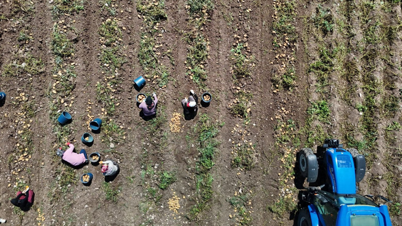 Tarlada kilosu 24 lira tezgahta 45 TL'den satılıyor: Üretici hasada başladı - Resim: 13
