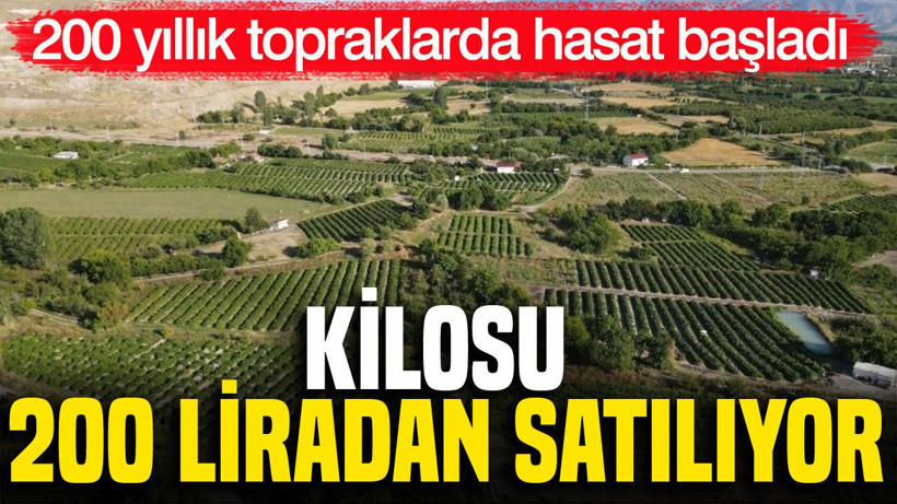 200 yıllık topraklarda hasat başladı: Kilosu 200 liradan satılıyor - Resim: 1