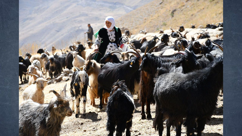 Doğallığın Bedeli: Beş ay boyunca yok satacak: Kilosu 10 bin lira - Resim: 3